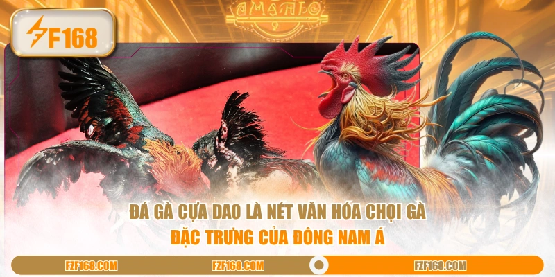 Đá gà cựa dao là nét văn hóa chọi gà đặc trưng của Đông Nam Á