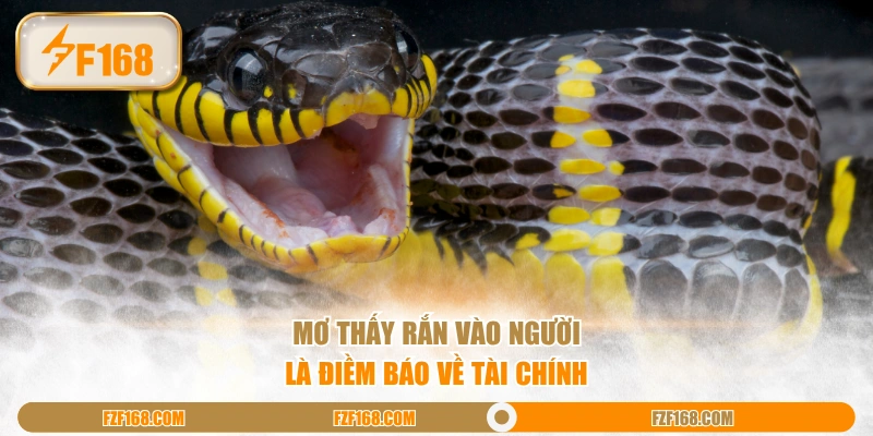 Mơ thấy rắn vào người là điềm báo về tài chính